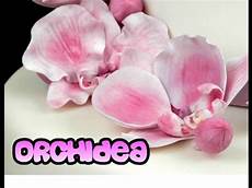 fiori di pasta di zucchero senza stini orchidea in pasta di zucchero senza stini fiori di pasta di zucchero senza stini orchidea in pasta di zucchero senza stini