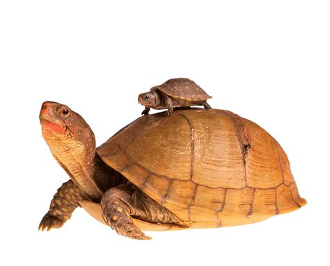 Small Basic Turtle 的图像结果