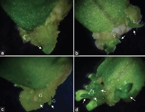 Thidiazuron-mediated and genotype-independent regeneration system for ...