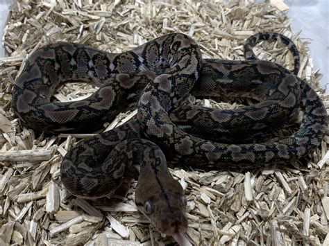 Image result for Reticulated Python Setup