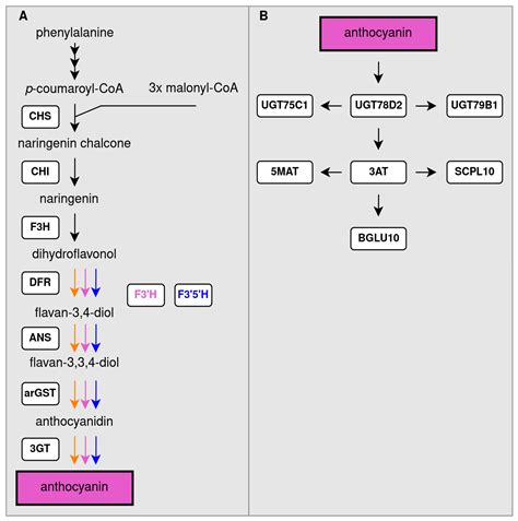 Diversity and Ecological Functions of Anthocyanins[v1] | Preprints.org