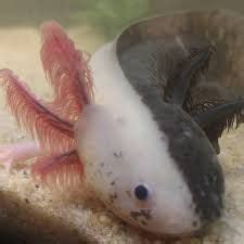 Image result for How to Make a Bot Python
