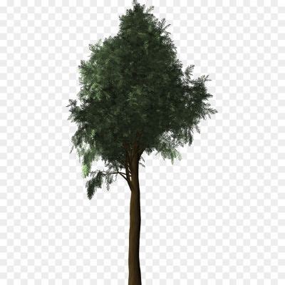 Cypress Tree Transparent Free PNG KWONESY2 - Pngsource