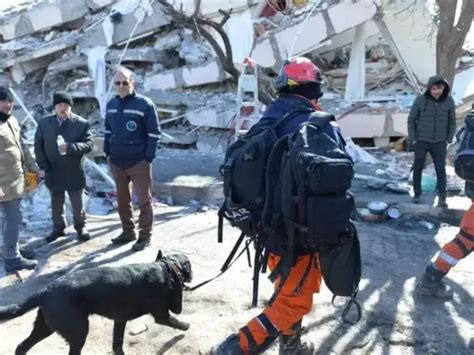 turkish airlines: Rescue dogs sent to Turkey get first-class goodbye ...