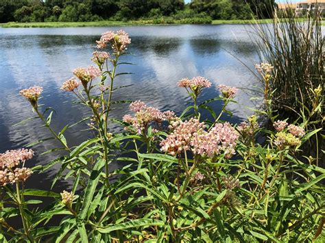 Native To Florida Milkweed