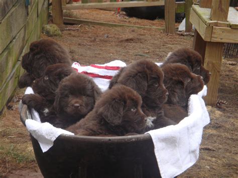 Newfoundlander Dogs 的图像结果