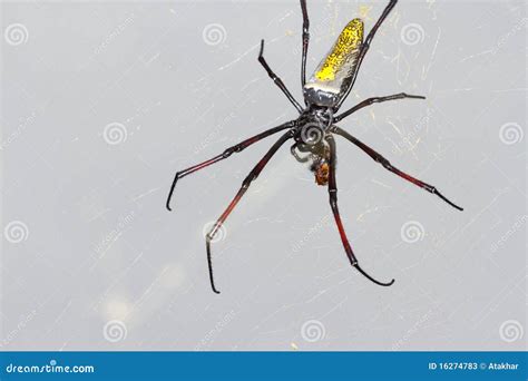 Golden Orb Web Spider Feeding in Golden Web Stock Image - Image of ...