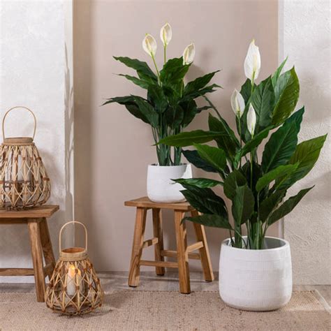 4 Large Indoor Plants For Your Home That Are Easy To Grow – Inntinn.in