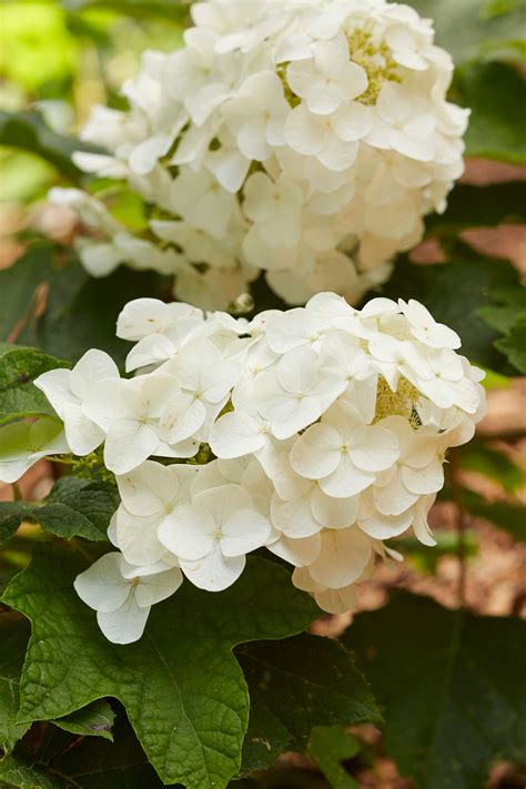 Low Maintenance Flowering Shrubs