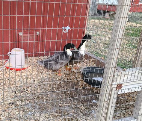 Blue Swedish Ducks : Ducklings for Sale | Cackle Hatchery®