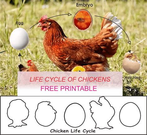 Life Cycle Of Chicken Printable