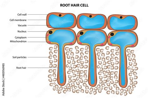 Hair Root Structure 的图像结果