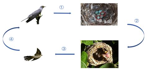 Life Cycle Of A Crow
