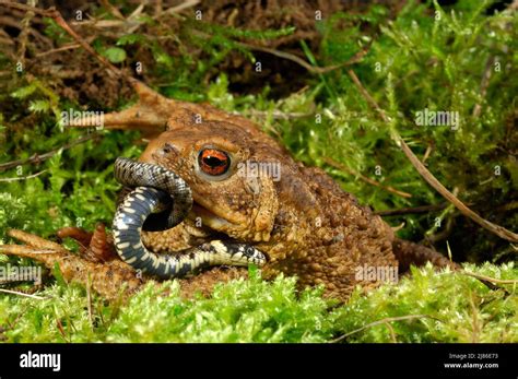 Image result for Snake Eating a Toad