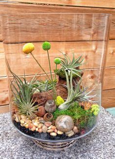 Air Plants Arrangements 的图像结果