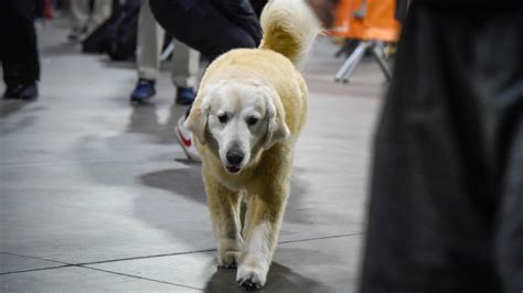 Booger McFarland says Alabama will better next year, Jalen Milroe a ...