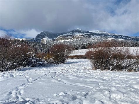 Yellowstone Wolf Tracker (Gardiner) - All You Need to Know BEFORE You Go