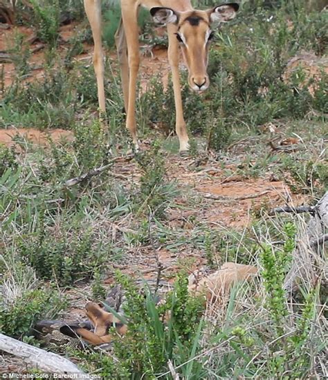 Image result for Python Swallow an Impala Whole