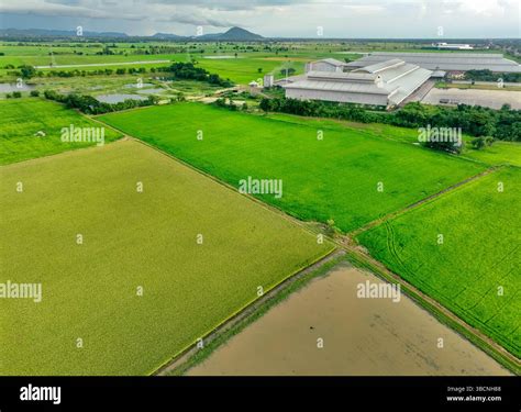 Aerial view of green rice fields and agricultural warehouse facility. Food security amid ...