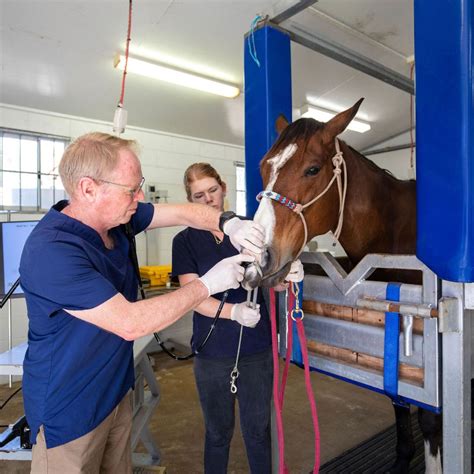 Internal Medicine – Sunshine Coast Equine Veterinary Clinic