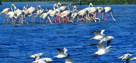 Migratory Birds From Serbia & Europe That Flock Delhi Sanctuaries ...