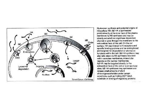 Image result for Fibronectin Molecular Structure
