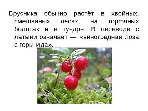 Брусника (1 класс) - презентация для начальной школы