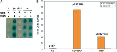 Image result for Alpha Complementation LacZ Assay