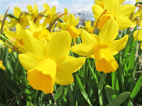 How to grow and care for daffodils | Love The Garden