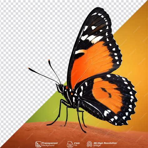Premium PSD | Orange and black butterfly isolated