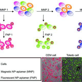 Image result for Multiple Extraction