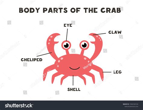 Partes del cuerpo del lindo cangrejo: vector de stock (libre de ...