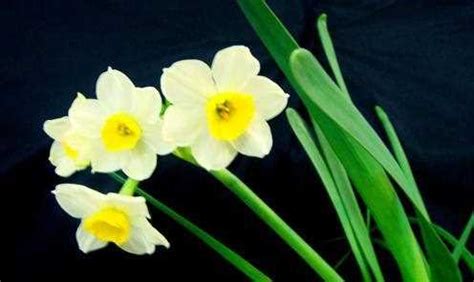 水仙花水培养殖方法，冬季水养，40天左右可开花，翌年春天有花赏__凤凰网