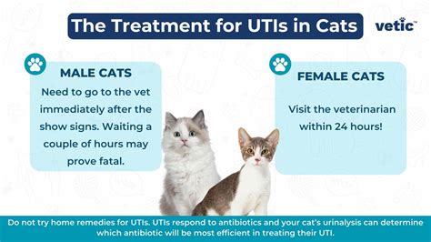 UTI in Cats: The Causes, Diagnosis and Treatment of Cat UTIs