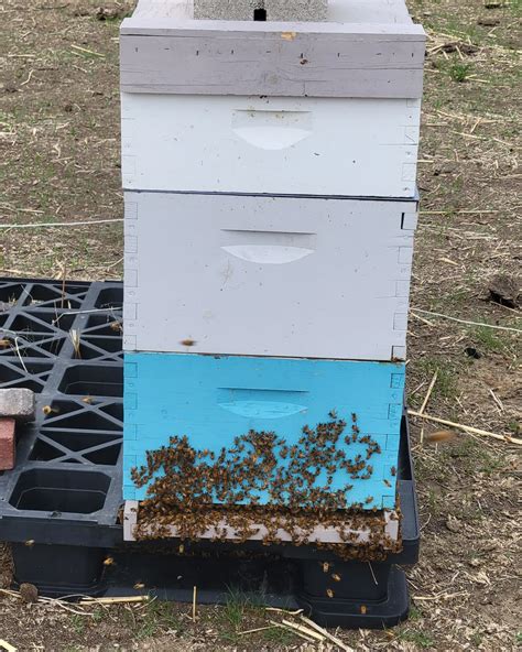 Buzz'n Bees Honey (@buzznbeeshoney) • Instagram photos and videos