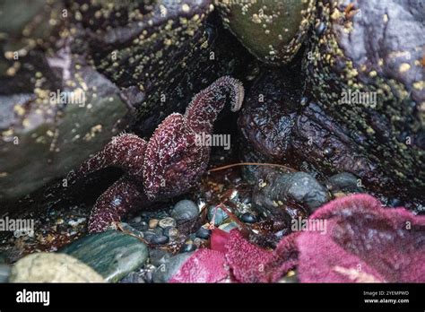 Visited the tidepools of Crescent City, California. Saw lots of ocean ...