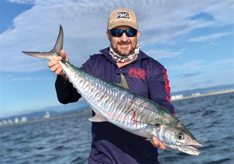 Spanish Mackerel - Species Guide