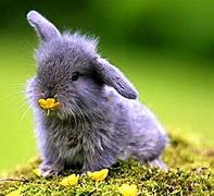 Image result for Baby Animals in Flowers Facebook Cover