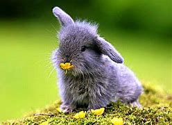 Image result for Cutest Baby Animals Spring