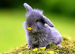 Image result for Bunny Cute Spring Animals