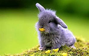 Image result for Bunny Desktop Wallpaper