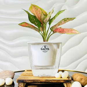 Garth Variegated White Aralia Plant Price in India - Buy Garth ...