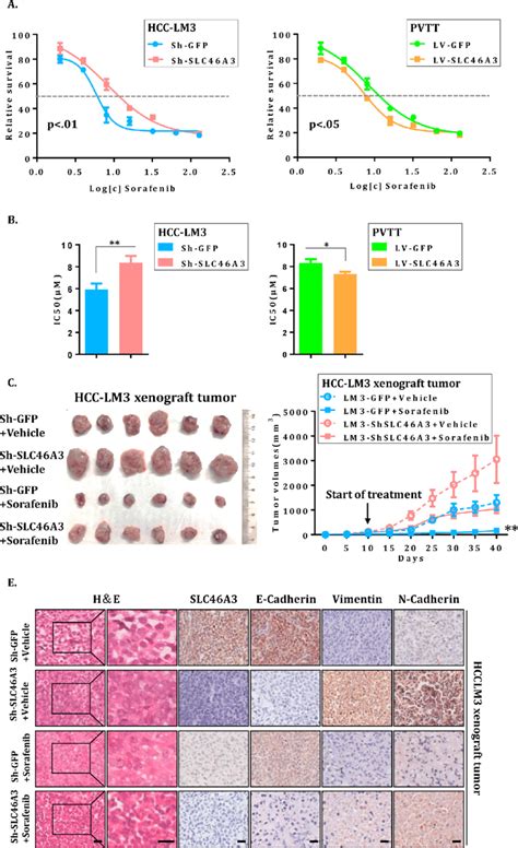 Slc46 Structure 的图像结果