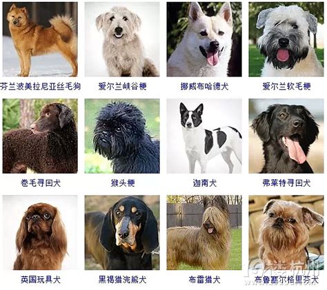 狗狗品种大全！165种狗狗，哪只是你的最爱呢？-爱宠分享-宠物讨论区-杭州19楼