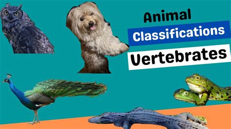 Image result for Classification Key Vertebrates KS2