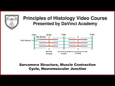 Image result for Muscle Fiber Z-Line