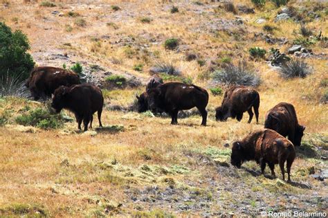 Catalina Beyond Avalon: Touring Catalina Island’s Interior | Travel the ...