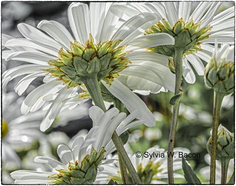 Image result for Same Picture Different Perspective