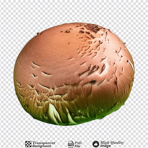 Page 2 | Edible globe PSD, High Quality Free PSD Templates for Download ...
