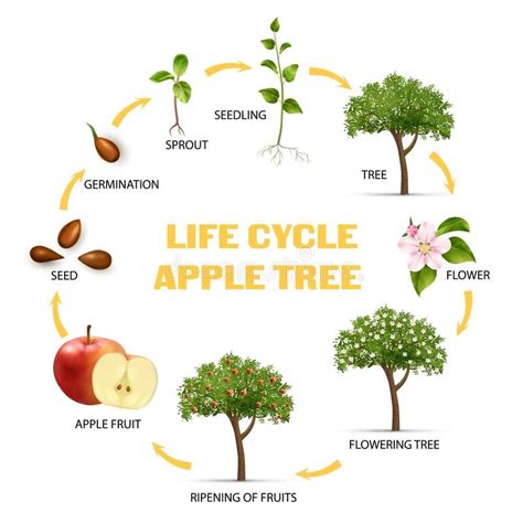 Image result for Tree Life Cycle